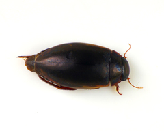 Ilybius fuliginosus