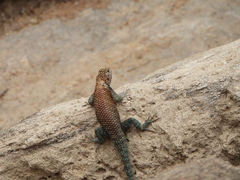 Sceloporus orcutti