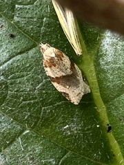 Epiphyas postvittana