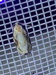 Archips grisea