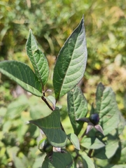 Atropa belladonna