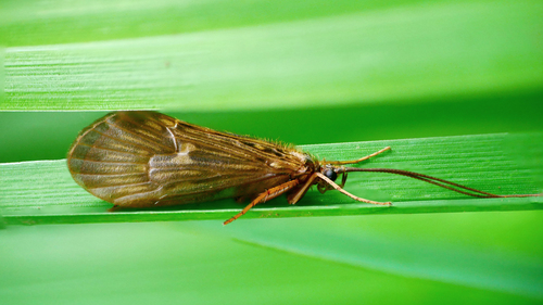 Large Cinnamon Sedge