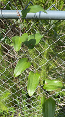 Smilax