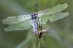 Libellula
