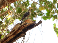 Dryobates nuttallii