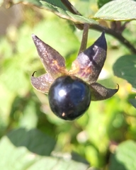 Atropa belladonna