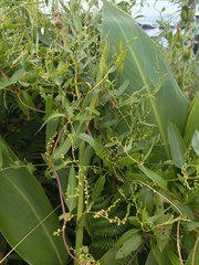 Muehlenbeckia sagittifolia