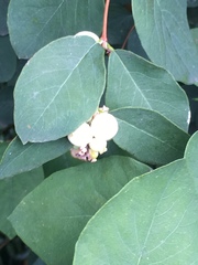 Symphoricarpos albus