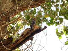 Dryobates nuttallii