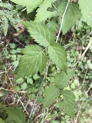Rubus ursinus