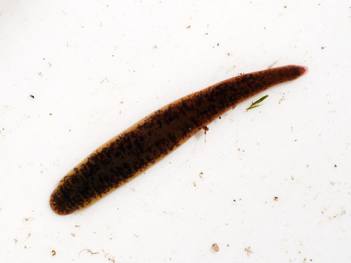 Achtogige bloedzuiger, photo 3 of 10