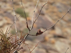 Phoradendron californicum