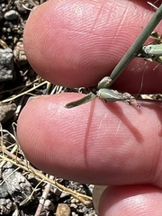 Stephanomeria exigua