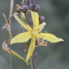 Asphodeline liburnica