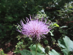 Cirsium altissimum