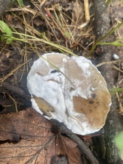 Hypomyces chrysospermus
