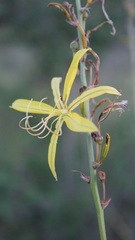 Asphodeline liburnica