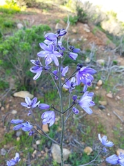 Pasithea caerulea