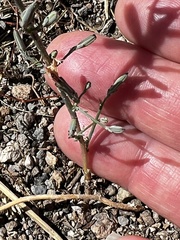 Stephanomeria exigua