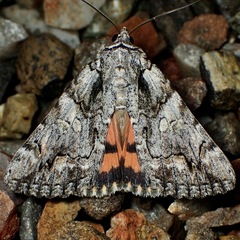 Catocala verrilliana