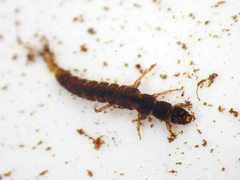 Hydropsyche pellucidula