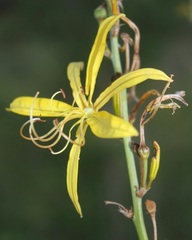 Asphodeline liburnica