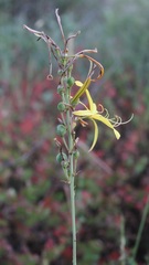 Asphodeline liburnica