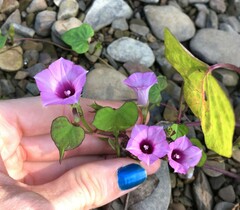 Ipomoea lacunosa