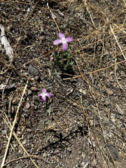 Stephanomeria exigua