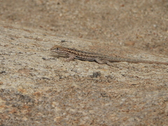 Uta stansburiana elegans