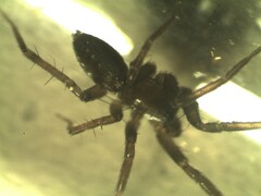 Apostenus fuscus