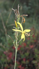 Asphodeline liburnica