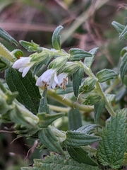 Odontites vernus