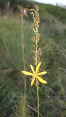 Asphodeline liburnica