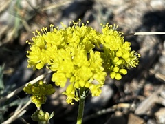 Eriogonum umbellatum