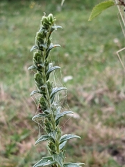 Odontites vernus