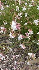 Oenothera lindheimeri
