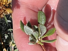 Eriogonum umbellatum
