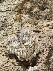 Tillandsia mitlaensis