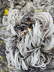Tillandsia mitlaensis