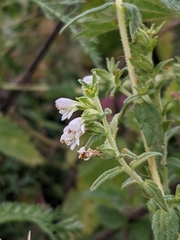 Odontites vernus
