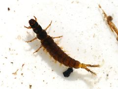 Hydropsyche pellucidula