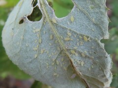 Aphidomorpha