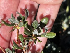 Eriogonum umbellatum