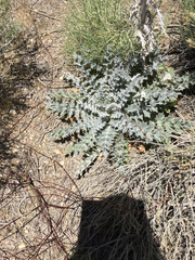 Cirsium occidentale