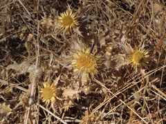 Carlina hispanica