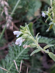 Odontites vernus