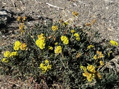 Eriogonum umbellatum