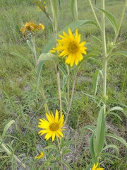 Helianthus maximiliani