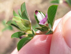Kummerowia stipulacea